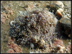Dolabrifera dolabrifera