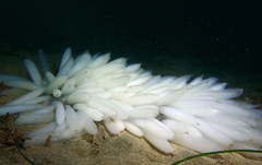 Doryteuthis opalescens