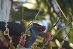 Ducula goliath
