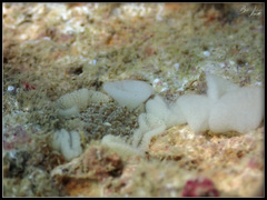 Phestilla lugubris