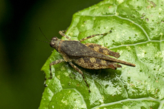 Systolederus cinereus