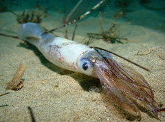 Doryteuthis opalescens