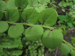 Capparis rotundifolia