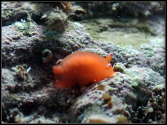 Dendrodoris fumata