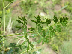 Lichtensteinia interrupta