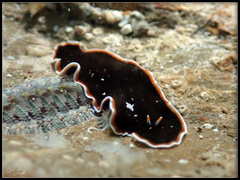 Callioplana marginata