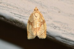 Adoxophyes negundana