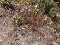 Drosera capensis
