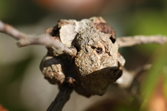 Callirhytis quercusbatatoides