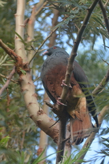 Ducula goliath