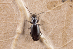 Microlestes minutulus