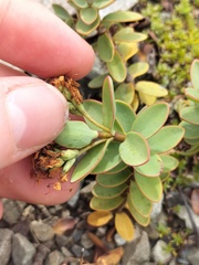 Veronica pinguifolia