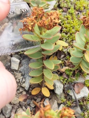 Veronica pinguifolia