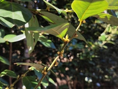 Litsea rotundifolia
