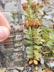 Veronica pinguifolia