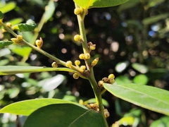 Litsea rotundifolia
