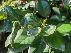 Litsea rotundifolia