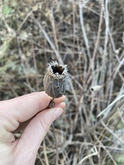 Calycanthus occidentalis