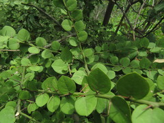Capparis rotundifolia