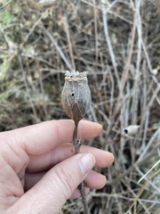 Calycanthus occidentalis