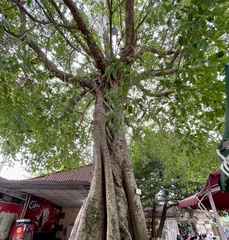 Ficus subpisocarpa