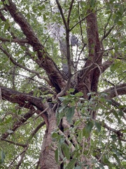 Ficus subpisocarpa