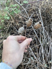 Calycanthus occidentalis