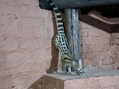 Genetta maculata