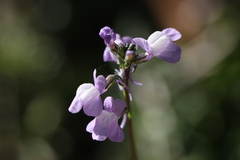 Nuttallanthus texanus