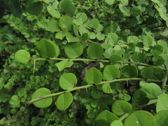 Capparis rotundifolia