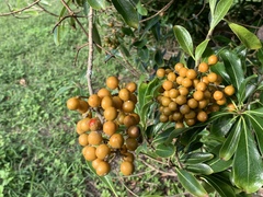 Pittosporum pentandrum