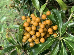 Pittosporum pentandrum