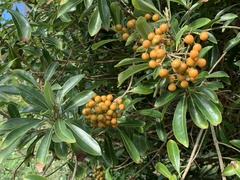 Pittosporum pentandrum