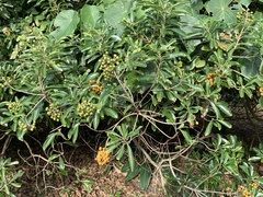 Pittosporum pentandrum