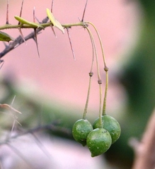 Capparis rotundifolia