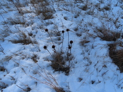 Echinacea angustifolia