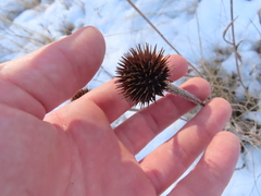 Echinacea angustifolia