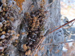 Myriopteris gracilis