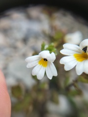 Euphrasia laingii