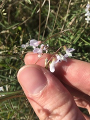 Vicia acutifolia