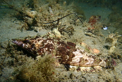 Oxylebius pictus