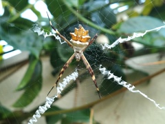 Argiope argentata