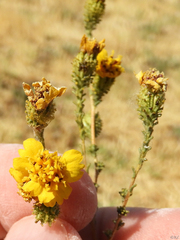 Holocarpha virgata virgata