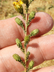 Holocarpha virgata virgata