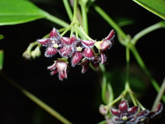 Vincetoxicum barbatum