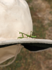 Pseudomantis albofimbriata