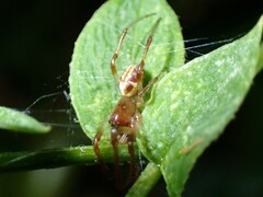 Phonognatha