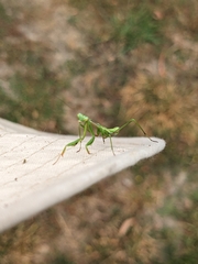 Pseudomantis albofimbriata