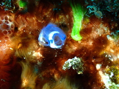 Aplousobranchia