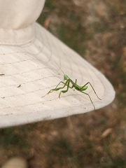 Pseudomantis albofimbriata